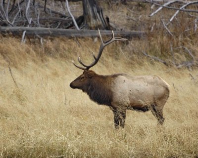 Elk, Bull-101406-RMNP, West Horseshoe Park-0652.jpg