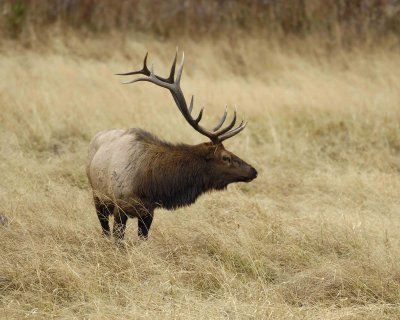 Elk, Bull-101406-RMNP, West Horseshoe Park-0696.jpg