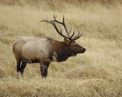Elk, Bull-101406-RMNP, West Horseshoe Park-0698.jpg