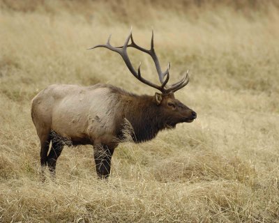 Elk, Bull-101406-RMNP, West Horseshoe Park-0699.jpg