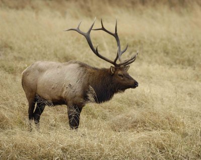 Elk, Bull-101406-RMNP, West Horseshoe Park-0700.jpg