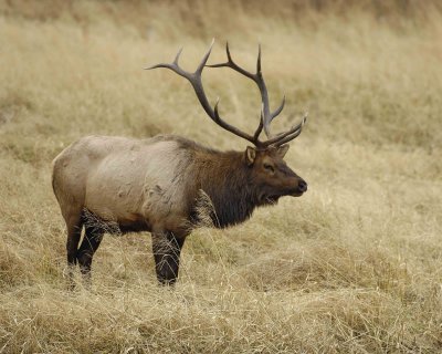 Elk, Bull-101406-RMNP, West Horseshoe Park-0701.jpg
