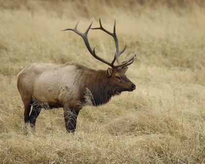 Elk, Bull-101406-RMNP, West Horseshoe Park-0702.jpg