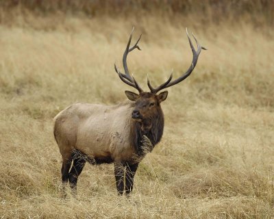 Elk, Bull-101406-RMNP, West Horseshoe Park-0704.jpg