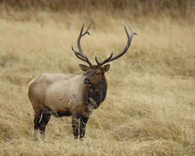 Elk, Bull-101406-RMNP, West Horseshoe Park-0706.jpg