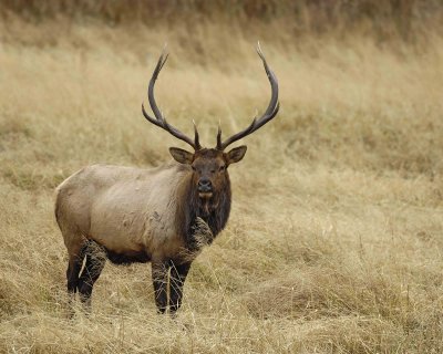 Elk, Bull-101406-RMNP, West Horseshoe Park-0709.jpg