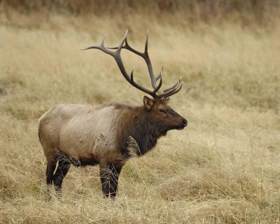 Elk, Bull-101406-RMNP, West Horseshoe Park-0710.jpg