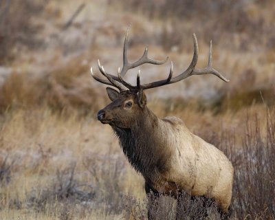 Elk, Bull-101506-RMNP, Moraine Park-0281.jpg