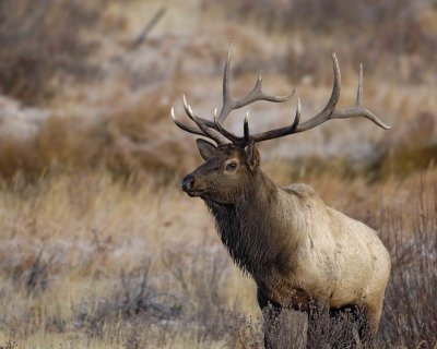 Elk, Bull-101506-RMNP, Moraine Park-0282.jpg