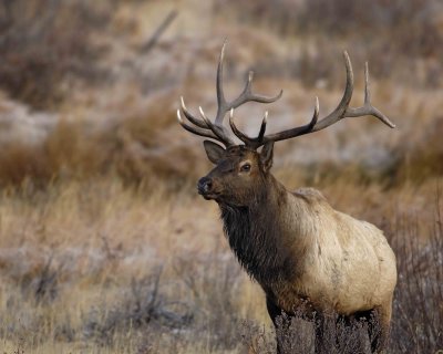 Elk, Bull-101506-RMNP, Moraine Park-0289.jpg