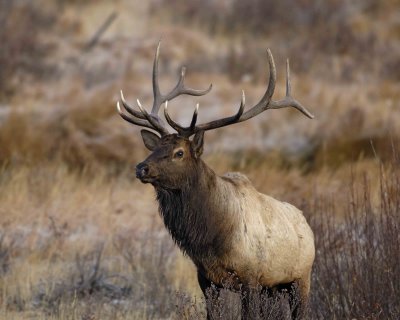 Elk, Bull-101506-RMNP, Moraine Park-0290.jpg