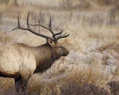 Elk, Bull-101506-RMNP, Moraine Park-0302.jpg