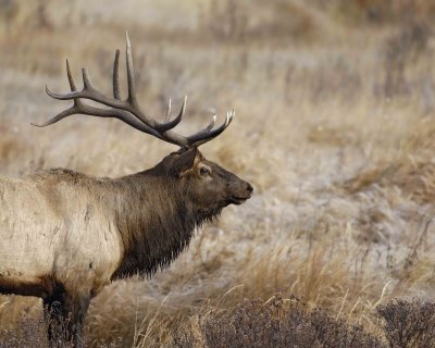 Elk, Bull-101506-RMNP, Moraine Park-0315.jpg