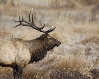 Elk, Bull-101506-RMNP, Moraine Park-0317.jpg
