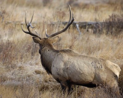 Elk, Bull-101506-RMNP, Moraine Park-0325.jpg