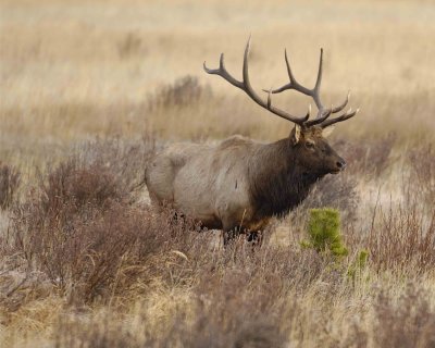 Elk, Bull-101506-RMNP, Moraine Park-0435.jpg