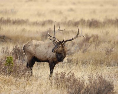 Elk, Bull-101506-RMNP, Moraine Park-0494.jpg