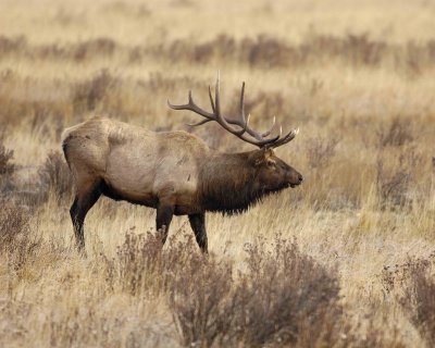 Elk, Bull-101506-RMNP, Moraine Park-0503.jpg