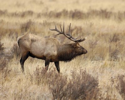 Elk, Bull-101506-RMNP, Moraine Park-0508.jpg