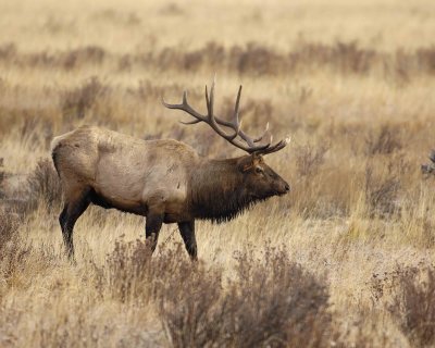 Elk, Bull-101506-RMNP, Moraine Park-0511.jpg