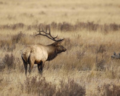 Elk, Bull-101506-RMNP, Moraine Park-0516.jpg