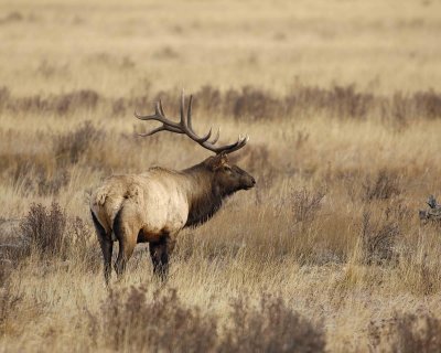 Elk, Bull-101506-RMNP, Moraine Park-0531.jpg