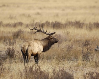 Elk, Bull-101506-RMNP, Moraine Park-0539.jpg