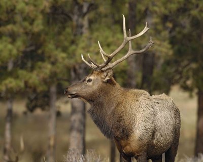 Elk, Bull-101506-RMNP, Moraine Park-0621.jpg