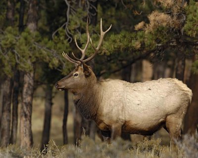 Elk, Bull-101506-RMNP, Moraine Park-0644.jpg