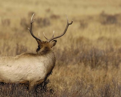 Elk, Bull-101506-RMNP, Moraine Park-0654.jpg
