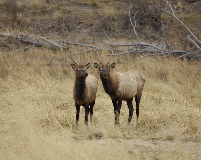 Elk, Bull 2 Spikes-101406-RMNP, West Horseshoe Park-0687.jpg