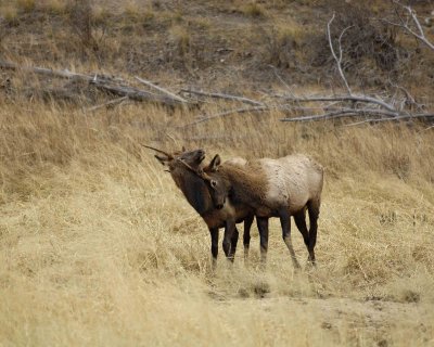 Elk, Bull, 2 Spikes Fighting-101406-RMNP West Horseshoe Park-0688.jpg