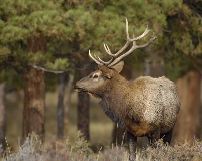 Elk, Bull, broken Antler-101506-RMNP, Moraine Park-0596.jpg