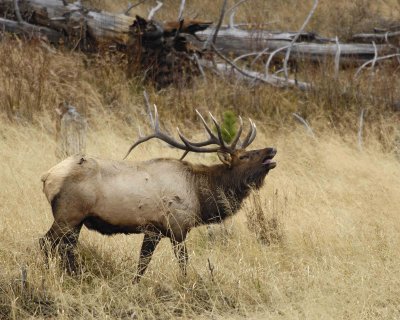 Elk, Bull, Bugling-101406-RMNP, West Horseshoe Park-0646.jpg