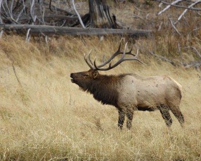 Elk, Bull, Bugling-101406-RMNP, West Horseshoe Park-0660.jpg