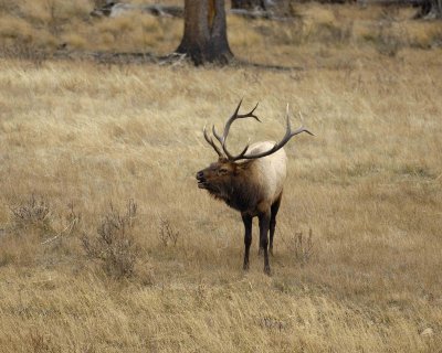 Elk, Bull, Bugling-101406-RMNP, West Horseshoe Park-0693.jpg