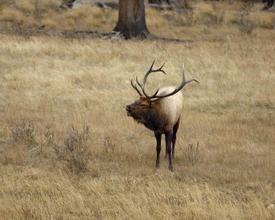 Elk, Bull, Bugling-101406-RMNP, West Horseshoe Park-0,694.jpg