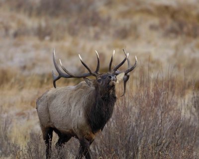 Elk, Bull, Bugling-101506-RMNP, Moraine Park-0295.jpg