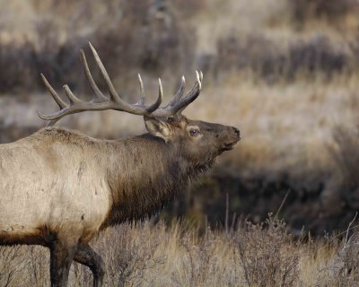 Elk, Bull, Bugling-101506-RMNP, Moraine Park-0296.jpg