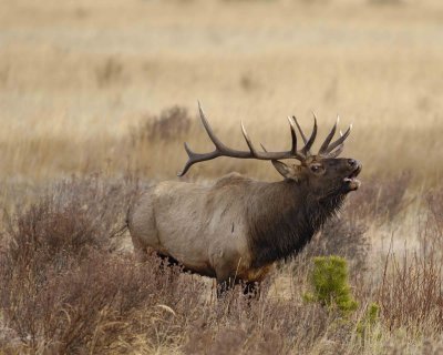 Elk, Bull, Bugling-101506-RMNP, Moraine Park-0426.jpg