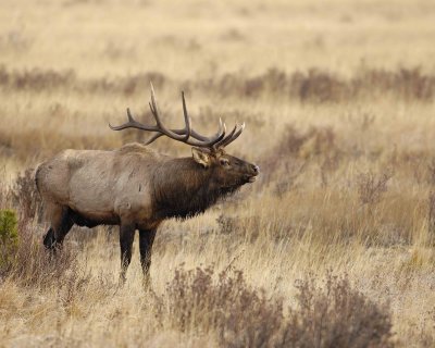Elk, Bull, Bugling-101506-RMNP, Moraine Park-0466.jpg