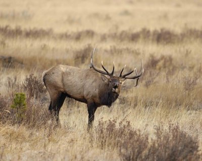 Elk, Bull, Bugling-101506-RMNP, Moraine Park-0483.jpg