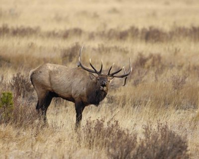 Elk, Bull, Bugling-101506-RMNP, Moraine Park-0484.jpg