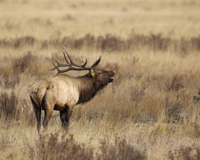 Elk, Bull ,Bugling-101506-RMNP, Moraine Park-0522.jpg