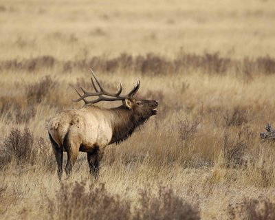 Elk, Bull, Bugling-101506-RMNP, Moraine Park-0523.jpg