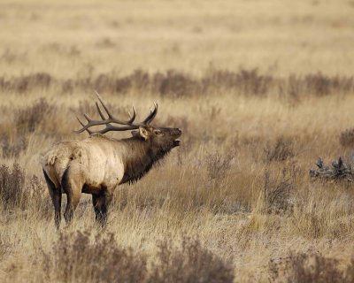 Elk, Bull, Bugling-101506-RMNP, Moraine Park-0525.jpg