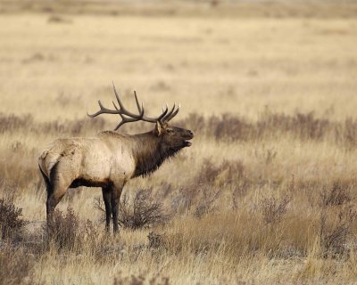 Elk, Bull, Bugling-101506-RMNP, Moraine Park-0544.jpg