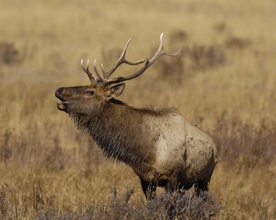 Elk, Bull, Bugling-101506-RMNP, Moraine Park-0649.jpg