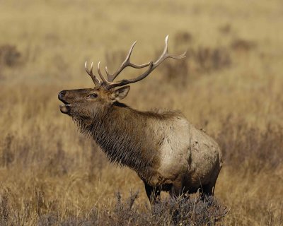Elk, Bull, Bugling-101506-RMNP, Moraine Park-0650.jpg