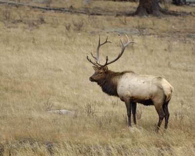 Elk, Bull ,Mud on Horns-101406-RMNP, West Horseshoe Park-0741.jpg
